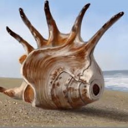 Alibag Weekend Tour 2N/3D ( 2N Alibag )